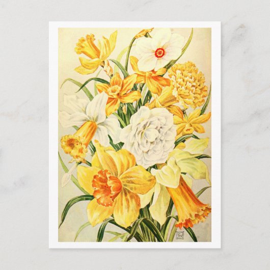 Narcissus en Daffodil Illustratie Briefkaart (Voorkant)