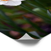 Narcissus Flower Poster (Hoek)