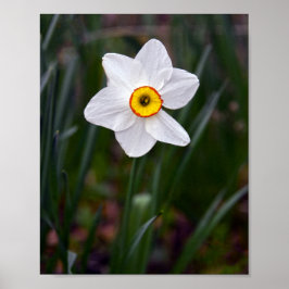 Narcissus Flower Poster