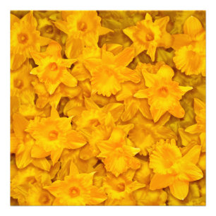 Narcissus Flowers Foto Afdruk