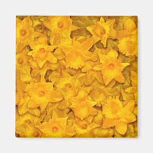Narcissus Flowers Magneet