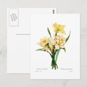 Narcissus gouani briefkaart (Voorkant / Achterkant)