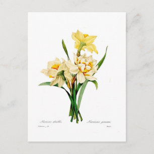 Narcissus gouani briefkaart