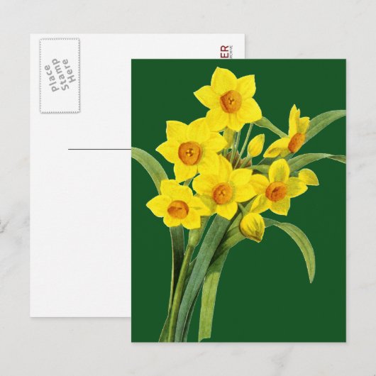 Narcissus (N Tazetta) Briefkaart (Voorkant / Achterkant)