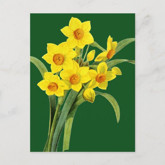 Narcissus (N Tazetta) Briefkaart (Voorkant)