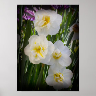 Narcissus narcis poster