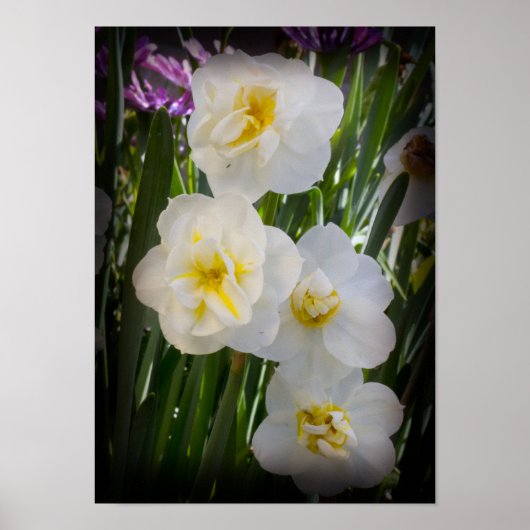 Narcissus narcis poster (Voorkant)