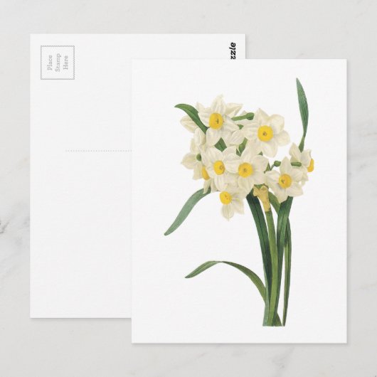 narcissus (Narcissus tazetta) van Redouté Briefkaart (Voorkant / Achterkant)