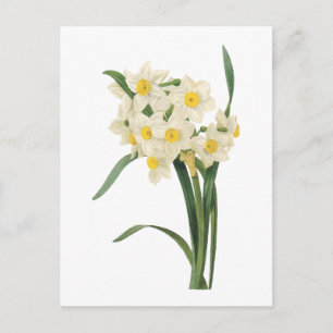 narcissus (Narcissus tazetta) van Redouté Briefkaart