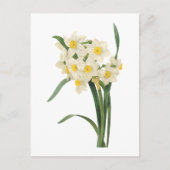 narcissus (Narcissus tazetta) van Redouté Briefkaart (Voorkant)