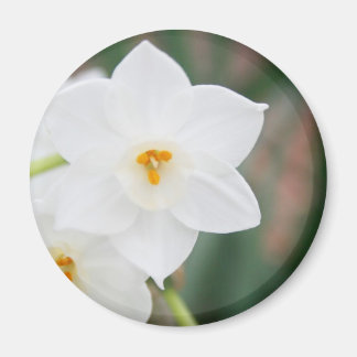 Narcissus Papyraceus Magneet