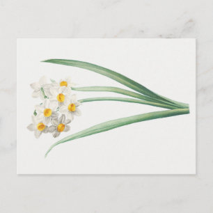 Narcissus, Pierre-Joseph Redouté, 1805 Briefkaart