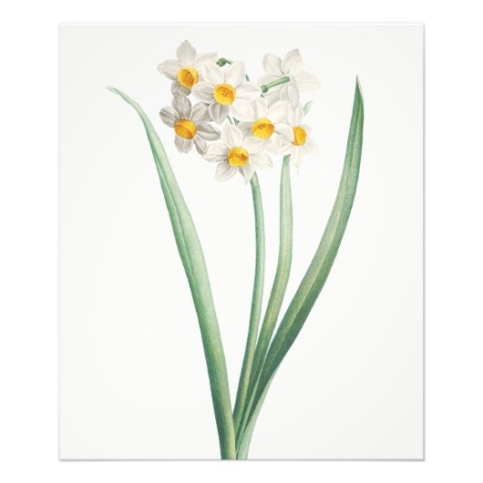 Narcissus, Pierre-Joseph Redouté, 1805 Foto Afdruk (Voorkant)
