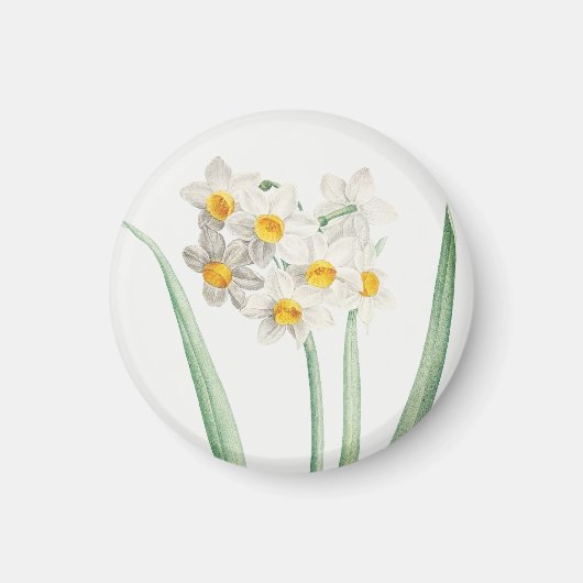 Narcissus, Pierre-Joseph Redouté, 1805 Magneet (Voorkant)