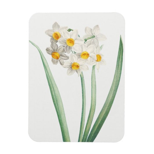 Narcissus, Pierre-Joseph Redouté, 1805 Magneet (Verticaal)