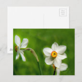 Narcissus Plant Briefkaart (Voorkant / Achterkant)
