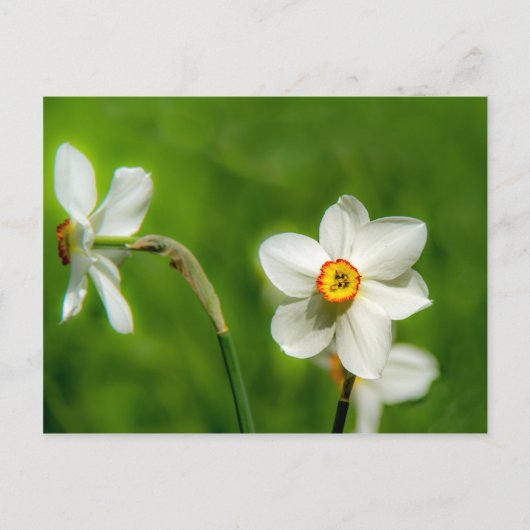 Narcissus Plant Briefkaart (Voorkant)