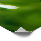 Narcissus Poster (Hoek)