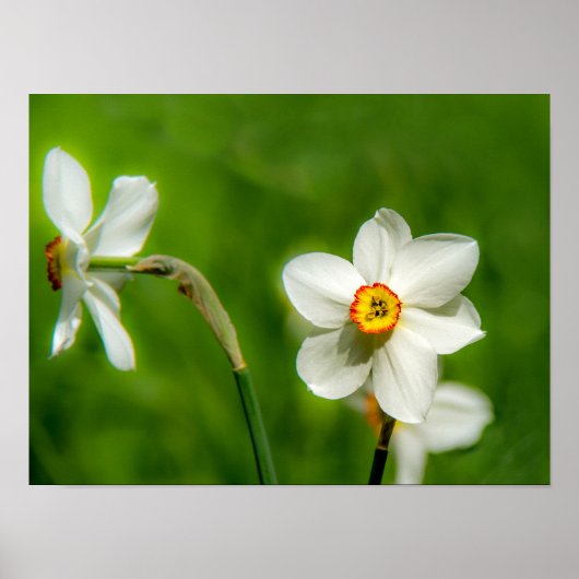 Narcissus Poster (Voorkant)