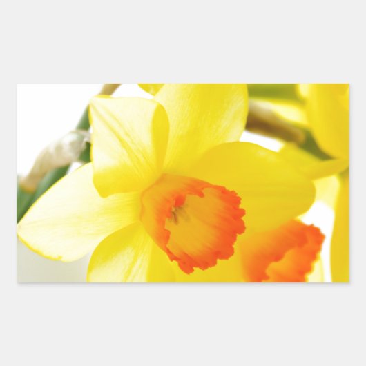 narcissus rechthoekige sticker (Voorkant)
