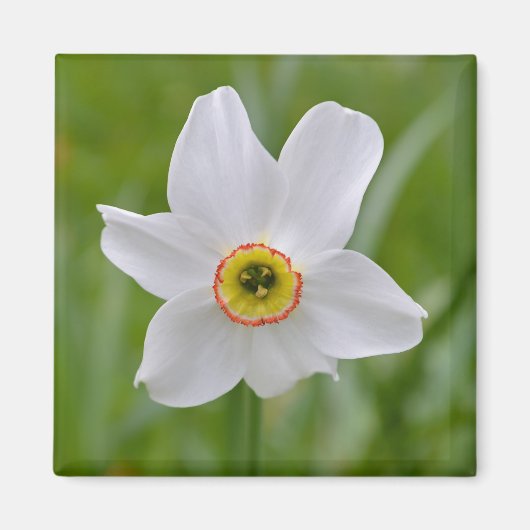 Narcissus recurvus bloemenmagneet magneet (Voorkant)