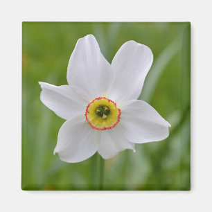 Narcissus Recurvus Flower Magnet
