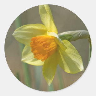 Narcissus Ronde Sticker