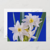 Narcissus Spring Briefkaart (Voorkant / Achterkant)