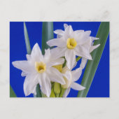 Narcissus Spring Briefkaart (Voorkant)