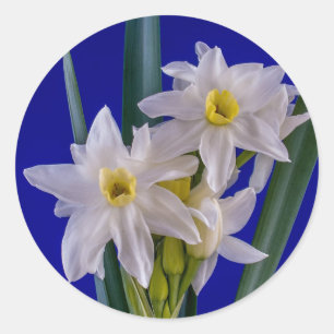 Narcissus Spring Ronde Sticker