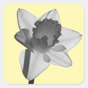 Narcissus Sticker