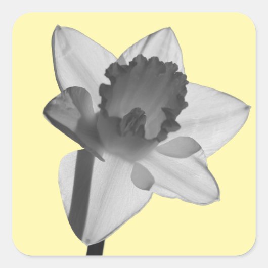 Narcissus Sticker (Voorkant)