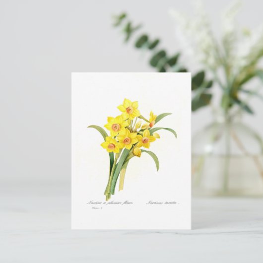 Narcissus tazetta briefkaart (Staand voorkant)