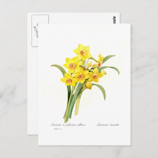 Narcissus tazetta briefkaart (Voorkant / Achterkant)