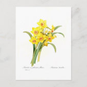 Narcissus tazetta briefkaart (Voorkant)