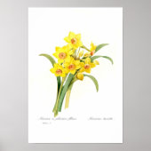 Narcissus tazetta poster (Voorkant)