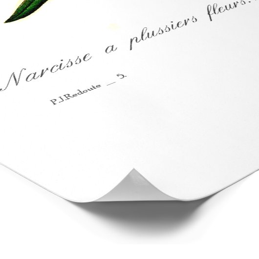 Narcissus tazetta var. poster (Hoek)