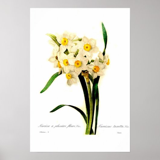 Narcissus tazetta var. poster (Voorkant)