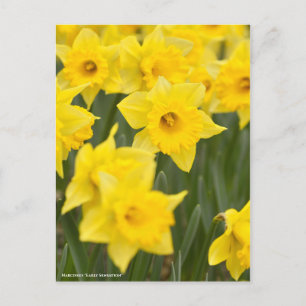 Narcissus "vroege sensatie" [Briefkaart] Briefkaart