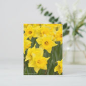 Narcissus "vroege sensatie" [Briefkaart] Briefkaart (Staand voorkant)