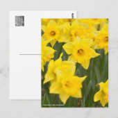 Narcissus "vroege sensatie" [Briefkaart] Briefkaart (Voorkant / Achterkant)