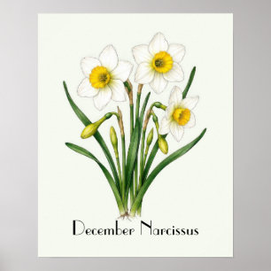 Narcissusbollen in december poster
