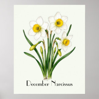 Narcissusbollen in december poster
