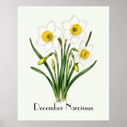 Narcissusbollen in december poster (Voorkant)
