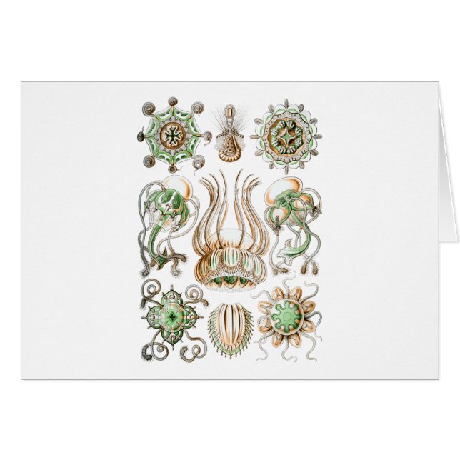 Narcomedusae (Voorkant Horizontaal)