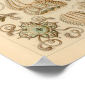  Narcomedusae Kleur Ernst Haeckel Afdrukken Poster (Hoek)