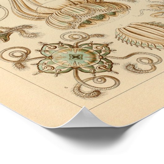  Narcomedusae Kleur Ernst Haeckel Afdrukken Poster (Hoek)
