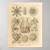  Narcomedusae Kleur Ernst Haeckel Afdrukken Poster (Voorkant)
