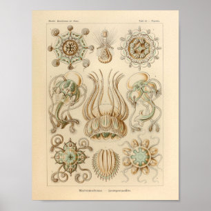  Narcomedusae Kleur Ernst Haeckel Afdrukken Poster