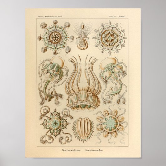  Narcomedusae Kleur Ernst Haeckel Afdrukken Poster (Voorkant)